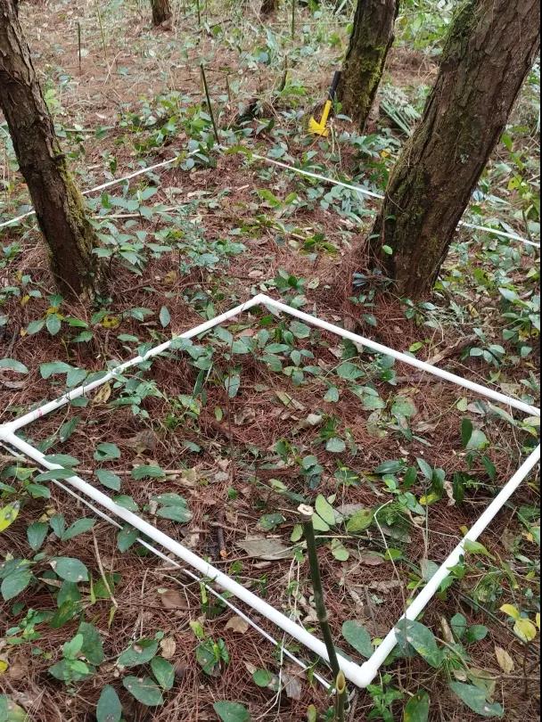 清研團隊全面助力銅仁市碧江區(qū)森林火災風險普查工作開展