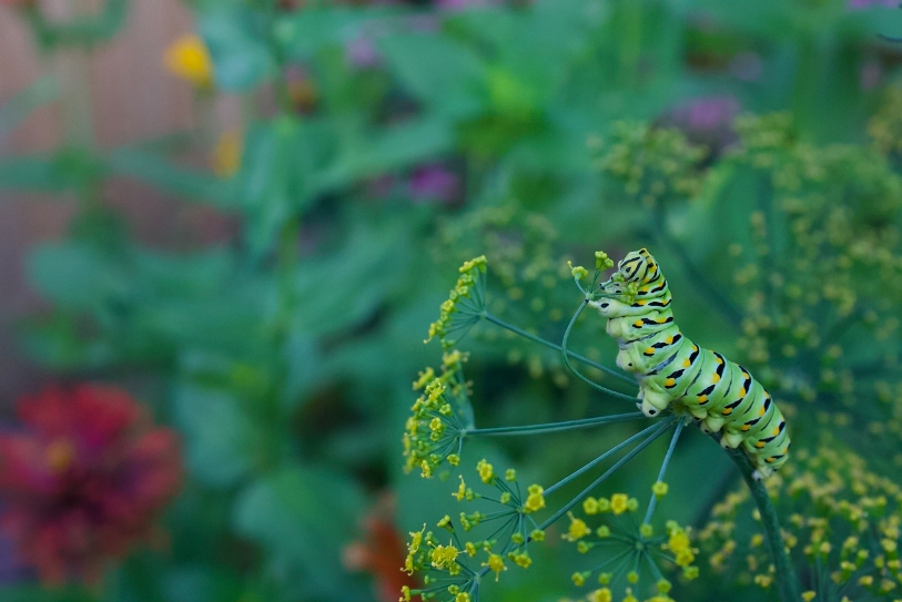 清研智談 | 生物多樣性“家底”調查
