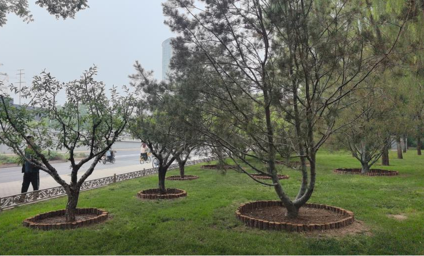 清研集團協助朝陽區園林綠化局開展2024年朝陽區專業綠地春季養護綜合檢查